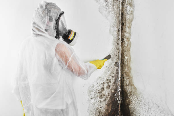 Best DIY Mold Remediation Support Services in West Hazleton, PA