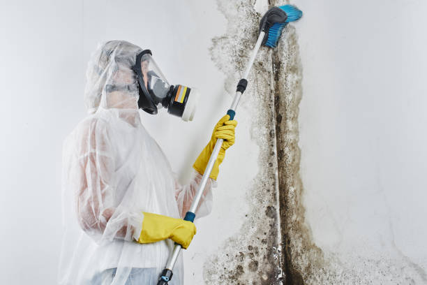 Best Mold Testing and Inspection Services in West Hazleton, PA