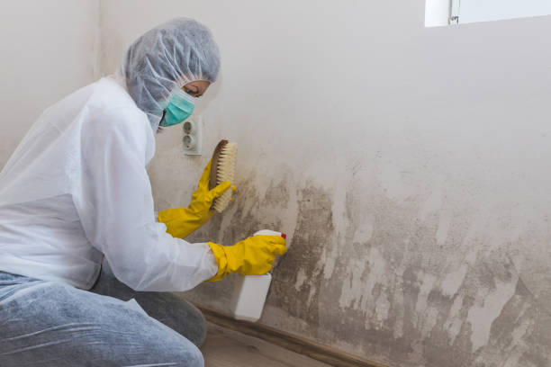 Best Crawl Space Mold Remediation in West Hazleton, PA