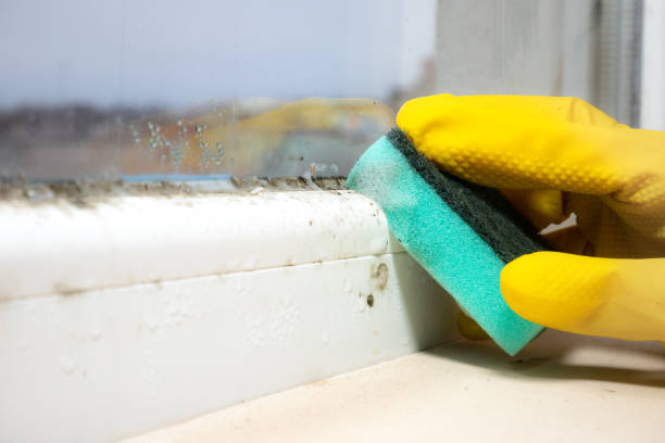 Best Commercial Mold Remediation in West Hazleton, PA